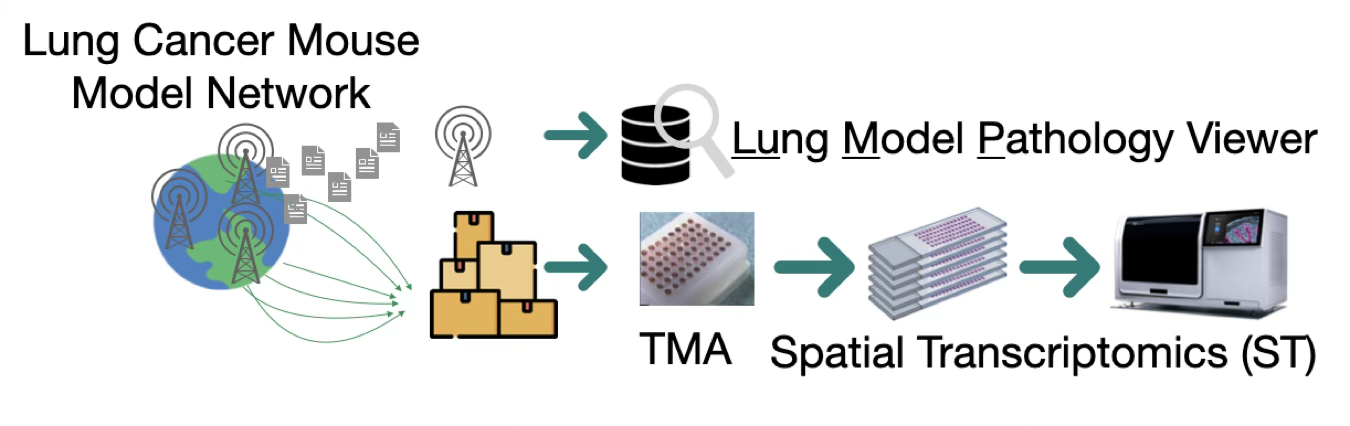 Workflow diagram showing a lung cancer mouse model network contributing pathology images and blocks to the Lung Model Pathology Viewer, tissue microarray construction, and Xenium spatial transcriptomics.