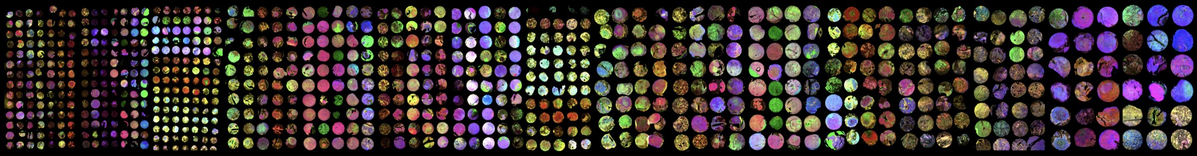 Wide fluorescence mosaic of compact Xenium-compatible tissue microarray cores.